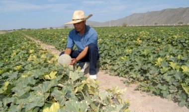 Sin esperanza el campo