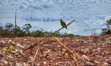 Tren Maya, ecocidio más grande en la historia de México