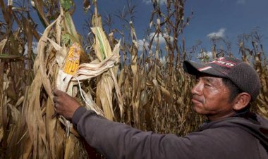 Los hombres del maíz, sin maíz para comer.