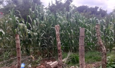 Abandono y desinterés para el campo michoacano