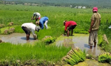 Trabajan en Morelos para sacar al campo del abandono