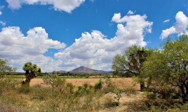 Se pierde cosecha de frijol de temporal en Trancoso