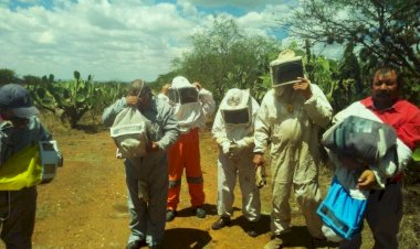 Apicultores también padecen efectos de la sequía, piden apoyos a Secampo