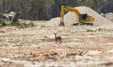 Los daños colaterales de la construcción del Tren Maya