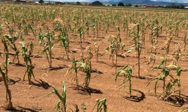 Duro golpe al campo chihuahuense