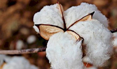 Algodoneros afectados