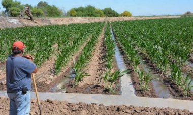 Sufre el campo chihuahuense