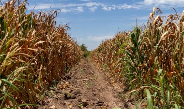 REPORTAJE | Las tres crisis del campo sinaloense