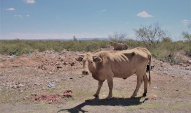 Zacatecas, sin lluvias ni captación fluvial