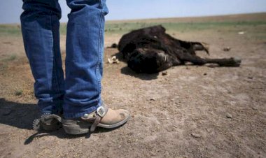 Crisis hídrica y altas temperaturas en Chihuahua