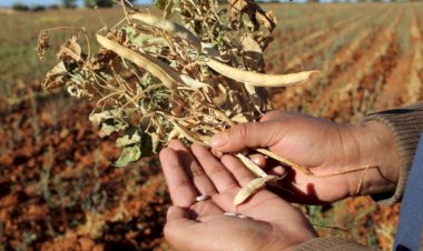 Piden que Sader dote semilla de frijol a Zacatecas