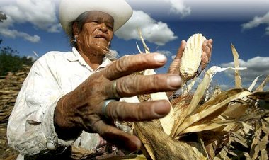 El campo mexicano, en el olvido