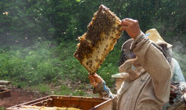 Apicultores yucatecos enfrentan climas extremos y sin apoyo gubernamental