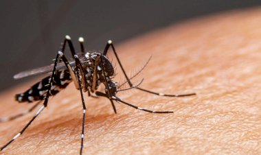 Aumentan casos de dengue en Tamaulipas