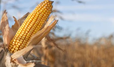 Soberanía alimentaria, una falacia más