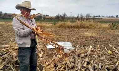 ¿Permitirá el nuevo gobernador que muera el campo tabasqueño?