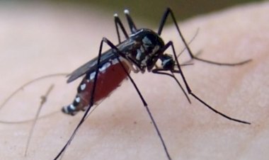 Aumentan los casos de dengue en Tamaulipas